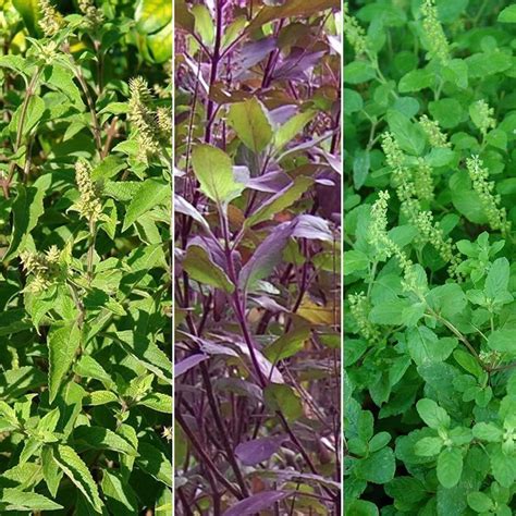 Buy Holy Tulsi Basil 3 Pack Seed Collection 3 Varieties Of Holy Basil