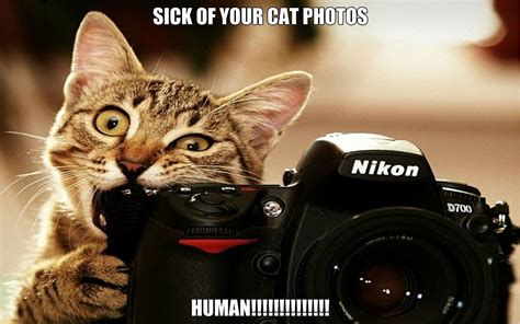 Cat Meme Quote Funny Humor Grumpy 60 Wallpapers Hd Desktop And