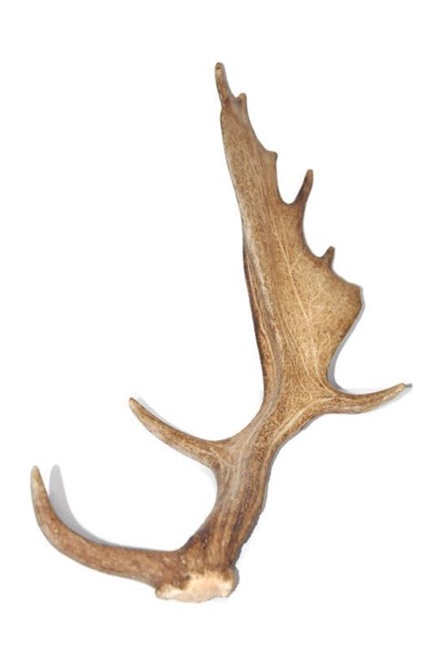 Fallow Deer Antler / Shed Antler / Natural Antler 395 | Etsy