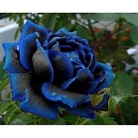 87 By Midnight Blue Rose Bush