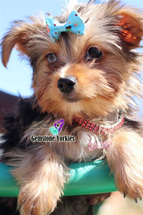 Pin on yorkies