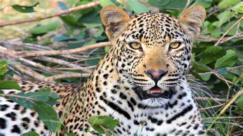 Die 78 Besten Leopard Hintergrundbilder