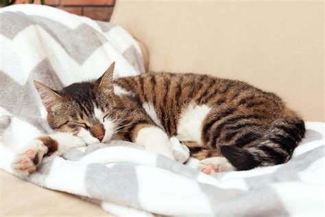 Cute Cat Sleeping On Sofa At Home Stock Image Image Of Lying Kitten