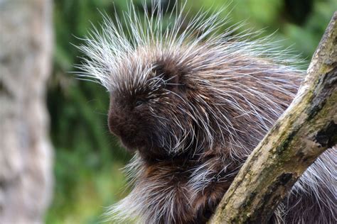 He spoke british english and me american english, to the best of my ability. Animal Symbolism: Porcupine Meaning on Whats-Your-Sign