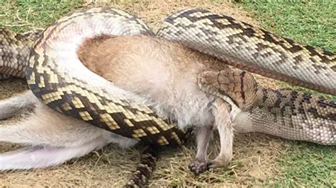 How A Giant Python Swallowed An Indonesian Woman BBC News