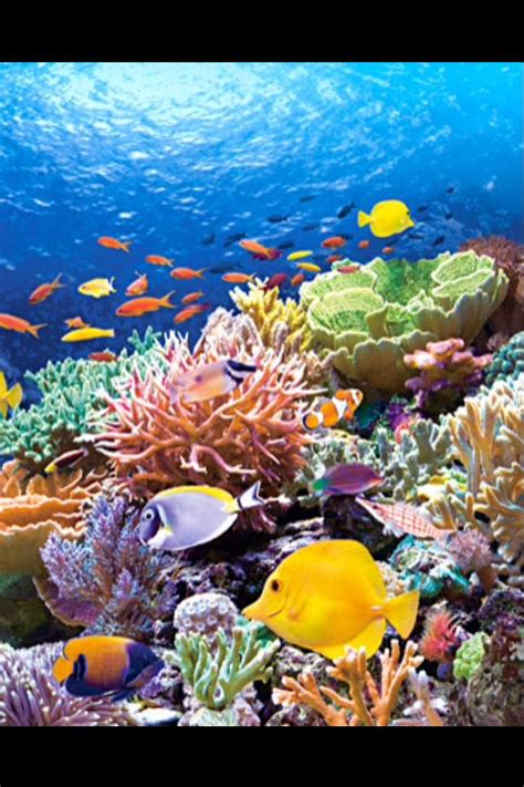 Beautiful Coral Reef Scene To Paint Underwater