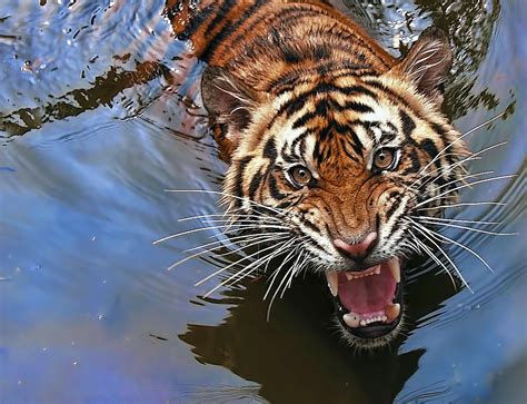 Tiger Sumatra Swim Tiger In Water Animals Beautiful Majestic Animals