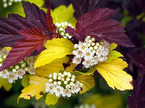 Amelia Maudsley Low Flowering Shrubs Full Sun Dwarf Korean Lilac