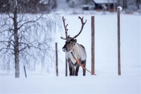 Rovaniemi Rendierboerderij Bezoeken Met Arrensleetocht Getyourguide