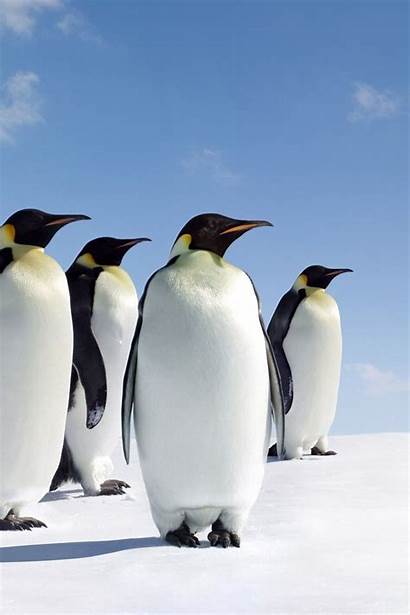 Pinguim Penguins Penguin Pinguino Walk Snow Curiosidades