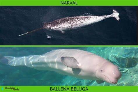 15 Tipos De Ballenas Nombres Características Y Fotos