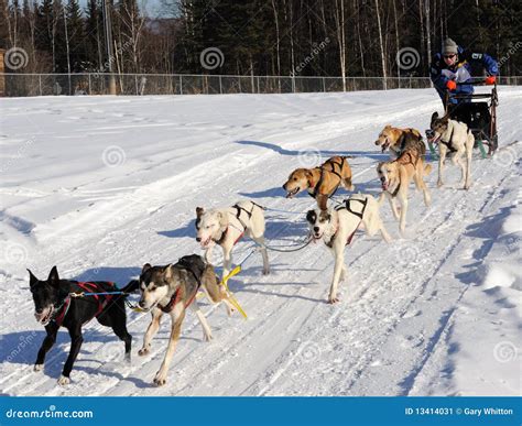 Limited North American Sled Dog Race Alaska Editorial Photo Image