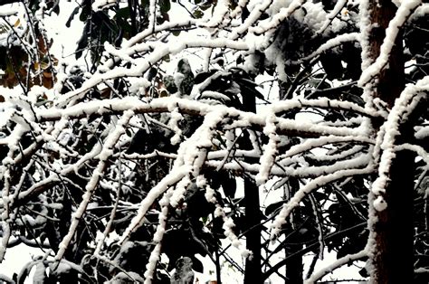 Snow Covered Branches Free Stock Photo Public Domain Pictures