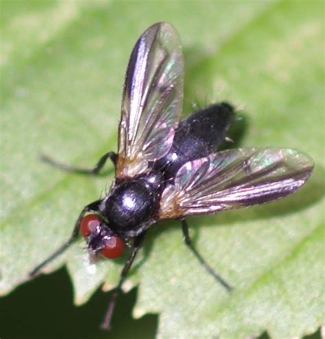 Discussion Forum Curious Black With Red Eyes Fly