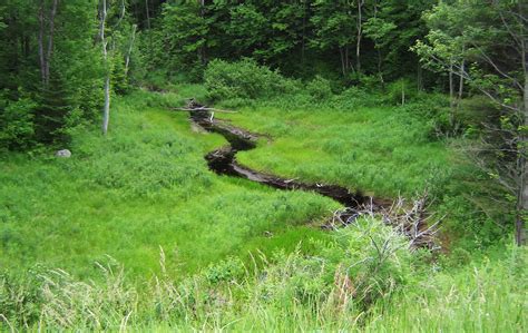 NYSDOT Adirondack Park Wetland Delineation and Mapping | Delta ...