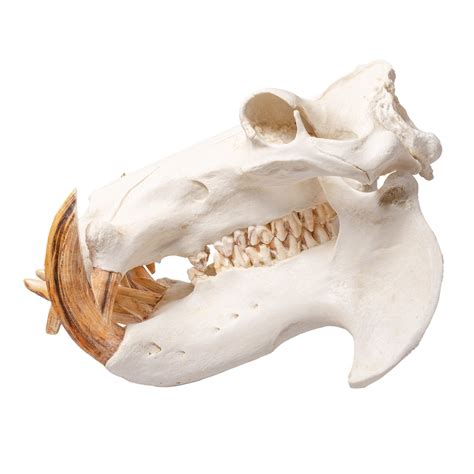 Replica Hippopotamus Skull For Sale Skulls Unlimited International Inc