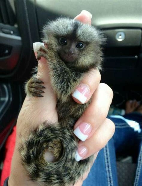 Clingy Monkey Cute Baby Animals Cute Animals Finger Monkey
