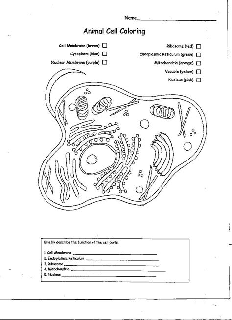 Eukaryote prokaryote reproduction or animal plant cell energy. Unlabeled Animal Cell Worksheets