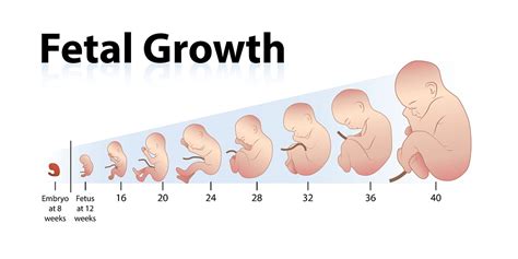 It is fascinating to learn how an embryo develops into a full grown baby. Slow fetal growth during pregnancy: Possible reasons ...