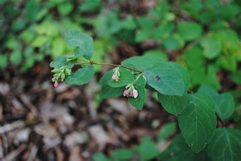 Photo Of The Bloom Of Common Snowberry Symphoricarpos Albus Posted By