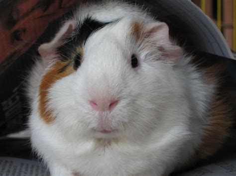Picture 2 Of 10 Guinea Pig Cavia Porcellus Pictures And Images
