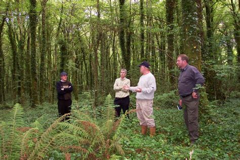 Coillte Woodland Restoration In Ireland