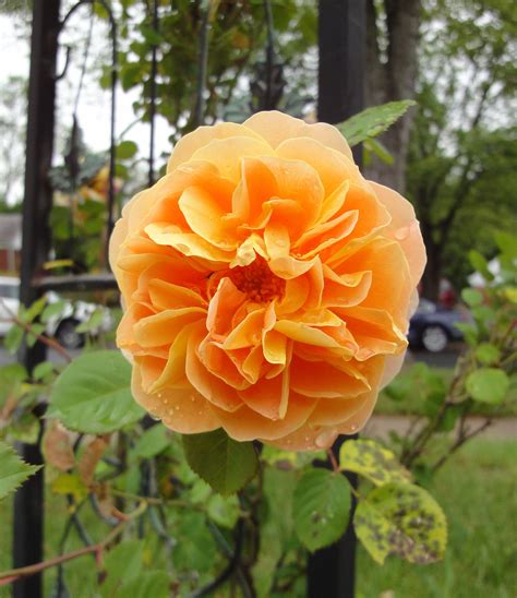 Pin By Sandy On In My Gardens Heirloom Roses Flowers Beautiful Flowers