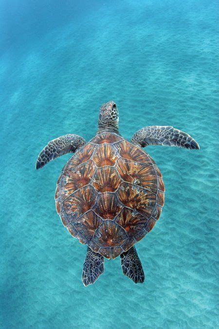 Swimming With Sea Turtles In Hawaii Marine Life Turtle