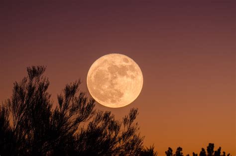 Moon, Trees, Sky HD Wallpapers / Desktop and Mobile Images & Photos