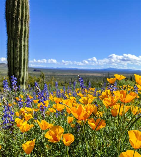 Spring In Arizona 🌵🌻 Rwildflowers