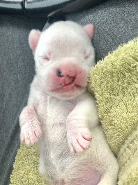 Monica The Cleft Palate Puppy Turned 10 Days Old Today Rpics