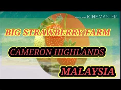 Click below for more details. Red Strawberry Farm Cameron Highlands,Malaysia - YouTube