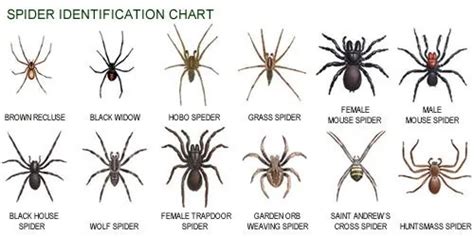 How To Get Rid Of Brown Recluse All You Need Infos