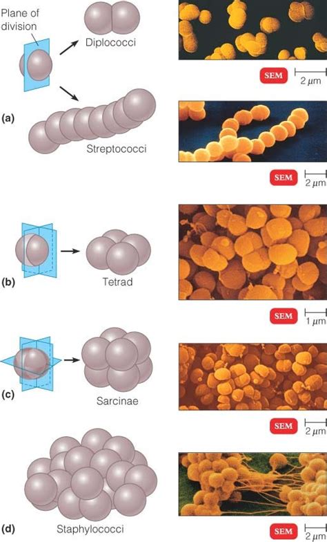 Morphology Of Bacteria By Biology Experts Notes Medium