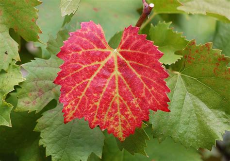 Vine Leaf Wallpapers Images Photos Pictures Backgrounds