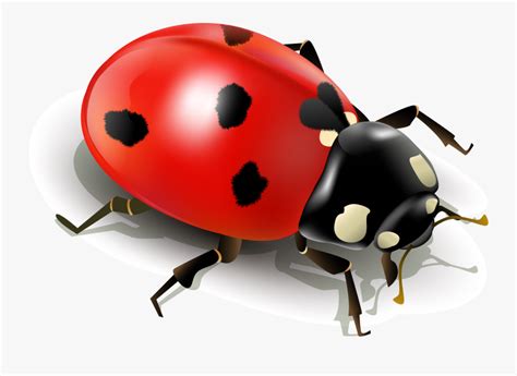 Insect Ladybird Clip Art Simplified Ladybug Ⓒ Ladybug With White