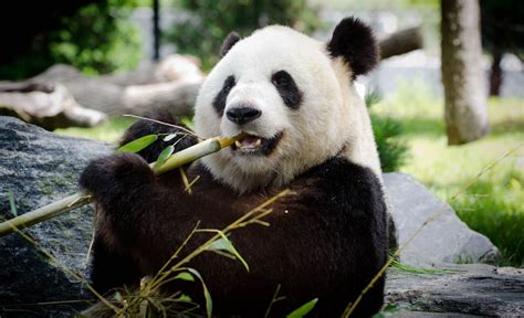 Giant Pandas Metabolise Like Hyper Carnivores