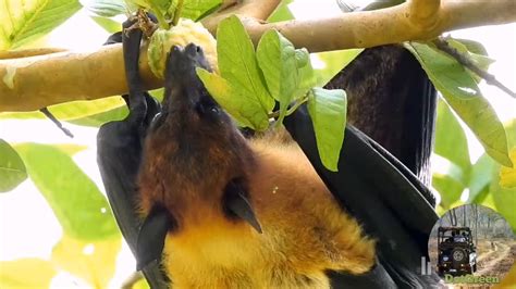 The Giant Golden Crowned Flying Fox Is A Species Of Megabat Native To