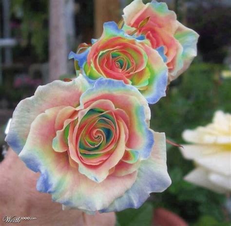 Rainbow Color Roses Rose Seeds Flower Seeds Rainbow Roses