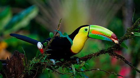 Parques Y Reservas Nacionales De Costa Rica Guía Definitiva