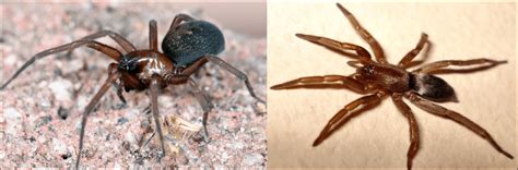 The 21 Common Spiders Found In Arizona Id Guide Bird Watching Hq