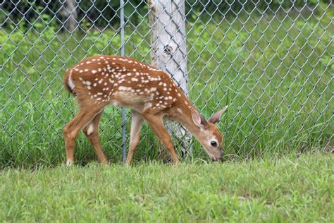 White Tailed Deer Fawn Zoochat