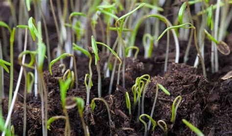 When To Plant Grass Seed In Spring And How To Plant