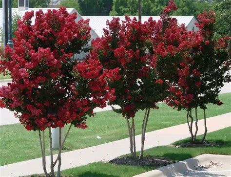 Crape Myrtle How To Effectively Plant And Care Complete Guide