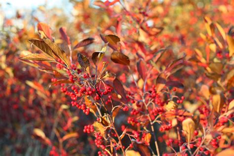 True Colors 9 Best Shrubs For Fall Foliage Gardenista