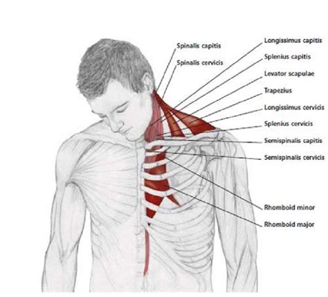 The shoulder blades, which are prominent unless the back muscles are so developed they cover note also less bulky shoulders and a waist that's less thin. Easy Stretches - Release - Tension - Neck - Shoulders | Strething | Pinterest | Stretches ...