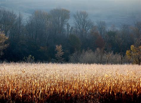 Across The Cornfield With Early Morning F Flickr