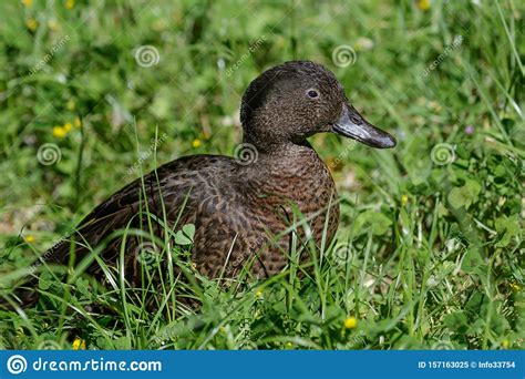 Brown Teal Endemic Duck Of New Zealand Stock Image Image Of