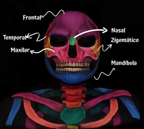 Pins Para Estudo Da Anatomia Humana Anatomia Humana Anatomia