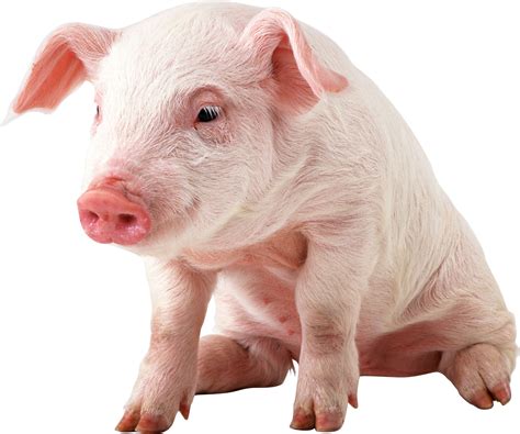 Pig Png Image Transparent Image Download Size 2054x1713px